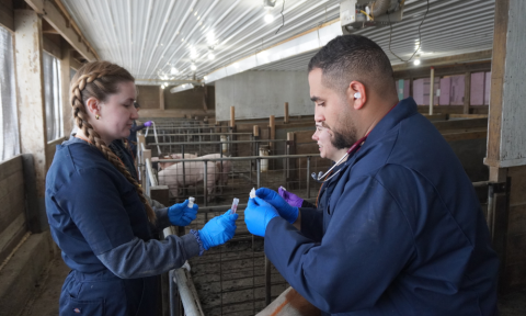 two students with pigs in a barn